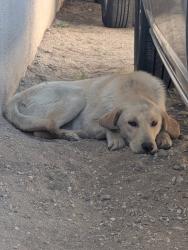 Found/Stray Male Dog last seen Highland ave & California St , San Bernardino, CA 92407