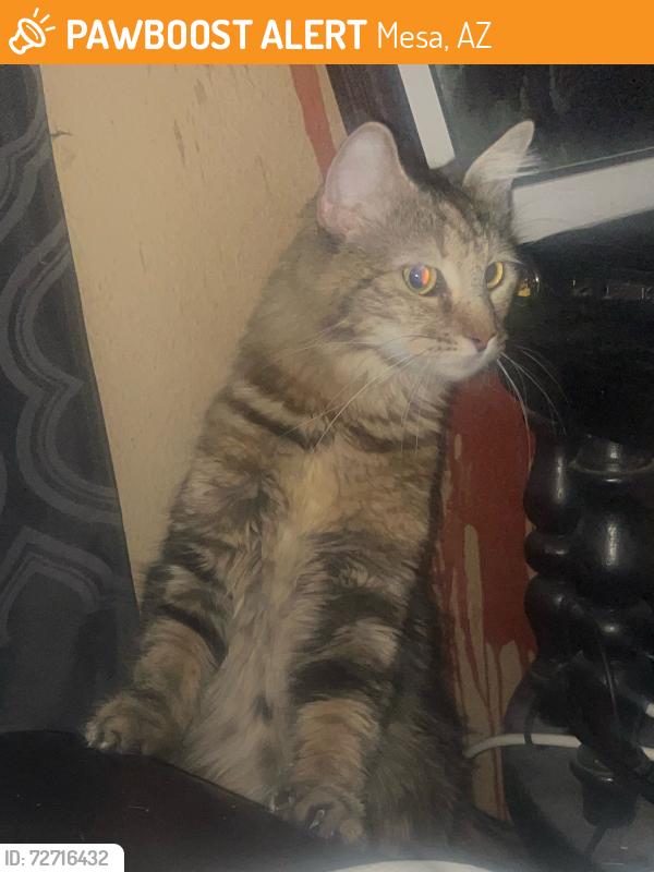 Found/Stray Female Cat last seen Horne & E Brown rd , Mesa, AZ 85203