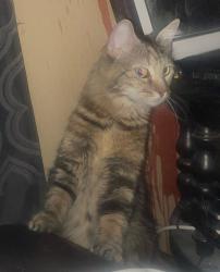 Found/Stray Female Cat last seen Horne & E Brown rd , Mesa, AZ 85203