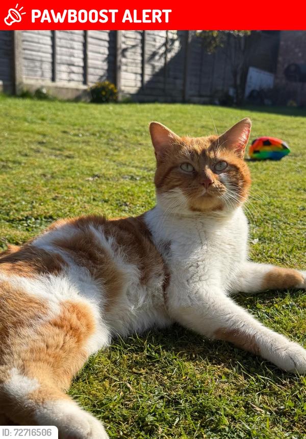 Lost Male Cat last seen Deane Avenue , Cheadle Hulme, England SK8