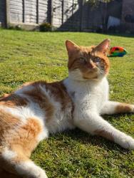 Lost Male Cat last seen Deane Avenue , Cheadle Hulme, England SK8