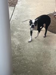 Found/Stray Female Dog last seen Bridgewater Circle, Athens, GA 30601