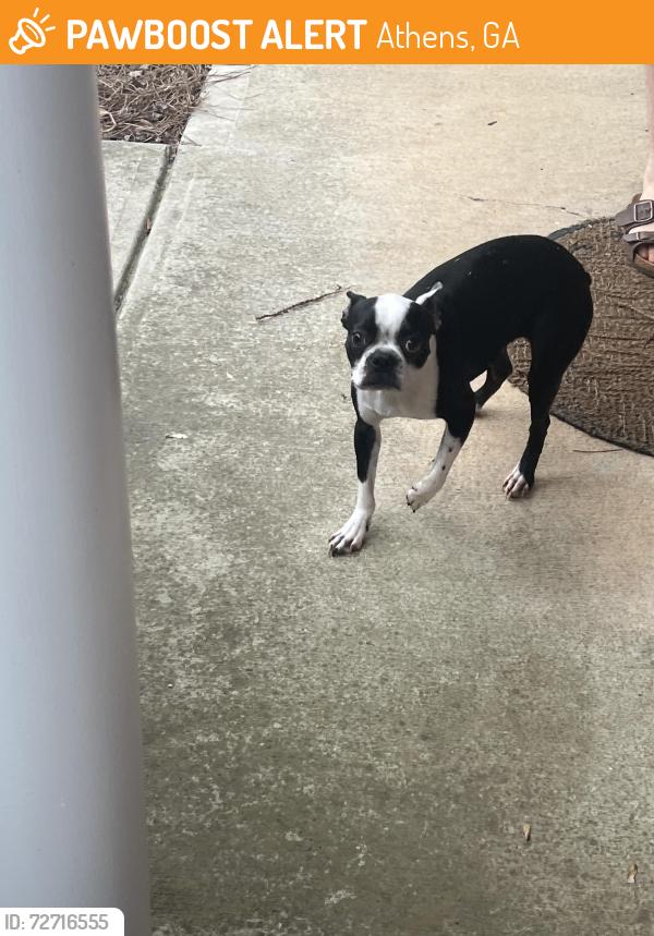 Found/Stray Female Dog last seen Bridgewater Circle, Athens, GA 30601