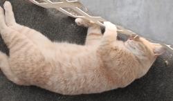 Lost Male Cat last seen Calvary mobile park, Oceanside, CA 92054