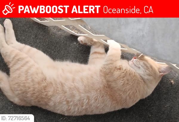 Lost Male Cat last seen Calvary mobile park, Oceanside, CA 92054