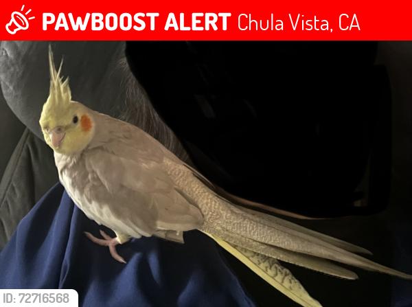 Lost Unknown Bird last seen Lauderbach park and dutch bro coffee , Chula Vista, CA 91911