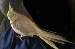 Lost Unknown Bird last seen Lauderbach park and dutch bro coffee , Chula Vista, CA 91911