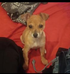 Lost Female Dog last seen Milpitas Ca, Milpitas, CA 95035