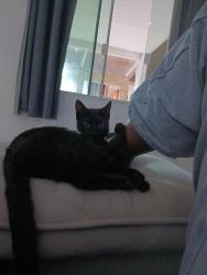 Lost Female Cat last seen Rua Otávio Armando Brito 83, Trindade, SC 88036