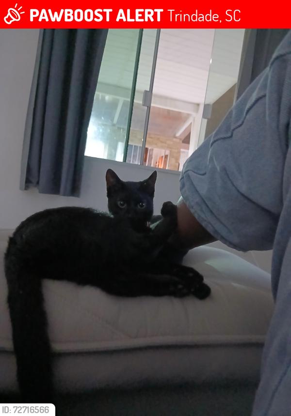 Lost Female Cat last seen Rua Otávio Armando Brito 83, Trindade, SC 88036