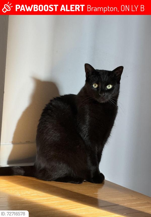 Lost Female Cat last seen Mcmurchy and elgin, Brampton, ON L6Y 2B2