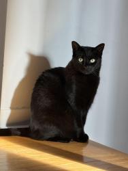 Lost Female Cat last seen Mcmurchy and elgin, Brampton, ON L6Y 2B2