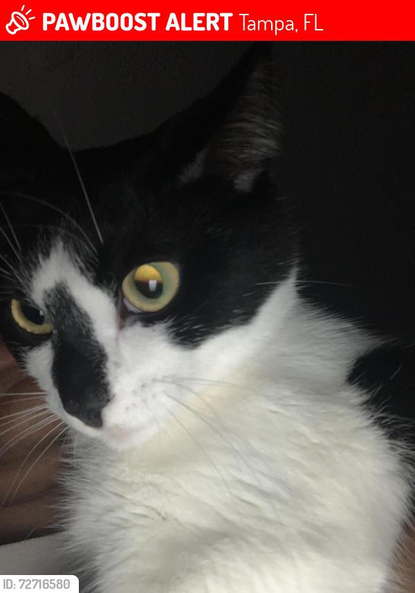 Lost Female Cat last seen Near Thomasville Cir, Tampa, FL 33617