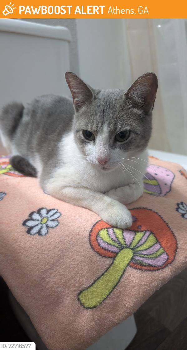 Found/Stray Female Cat last seen Near Cross Creek Pl , Athens, GA 30605