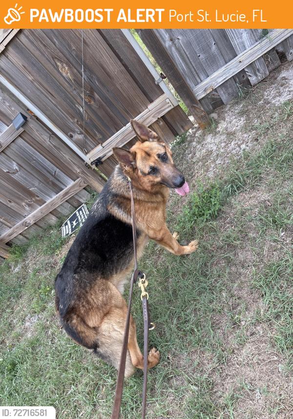 Found/Stray Male Dog last seen Darwin, Port St. Lucie, FL 34953