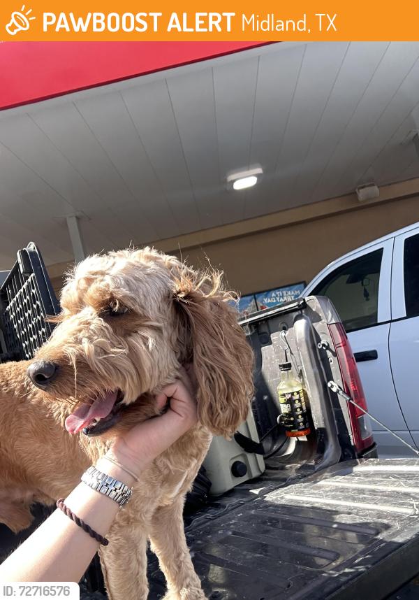 Found/Stray Male Dog last seen Corner of Mogford St and W Kansas Ave, Midland, TX 79701