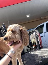 Found/Stray Male Dog last seen Corner of Mogford St and W Kansas Ave, Midland, TX 79701