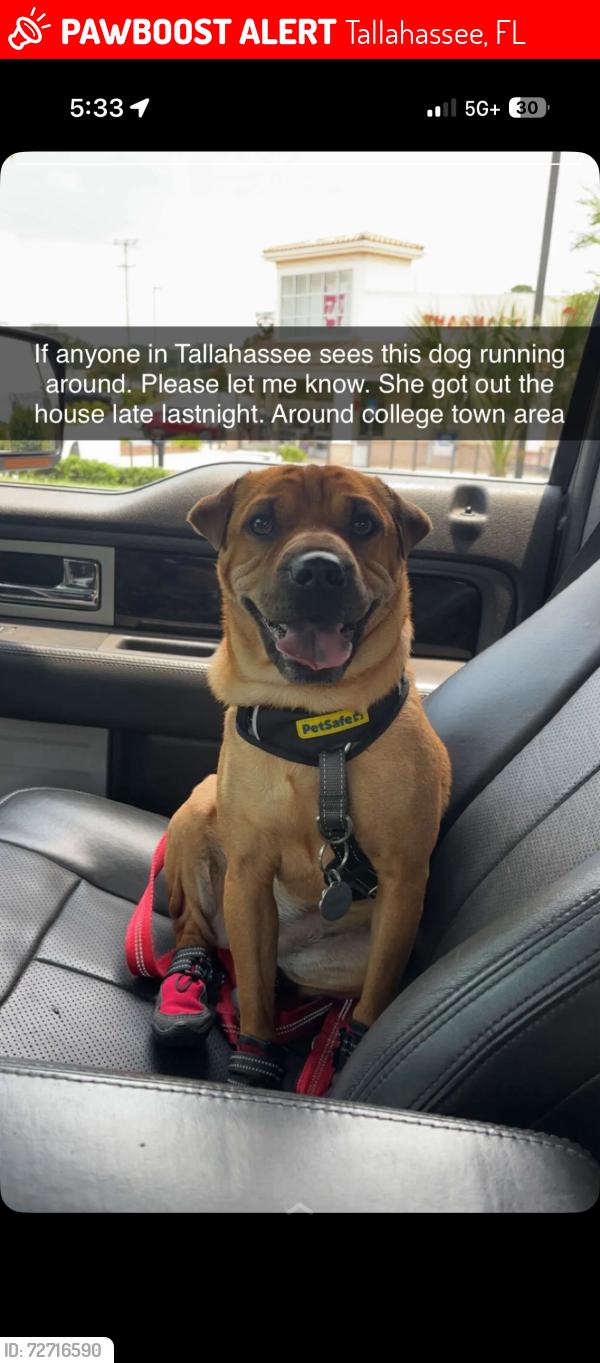 Lost Female Dog last seen by tennessee street target, Tallahassee, FL 32304