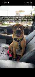 Lost Female Dog last seen by tennessee street target, Tallahassee, FL 32304