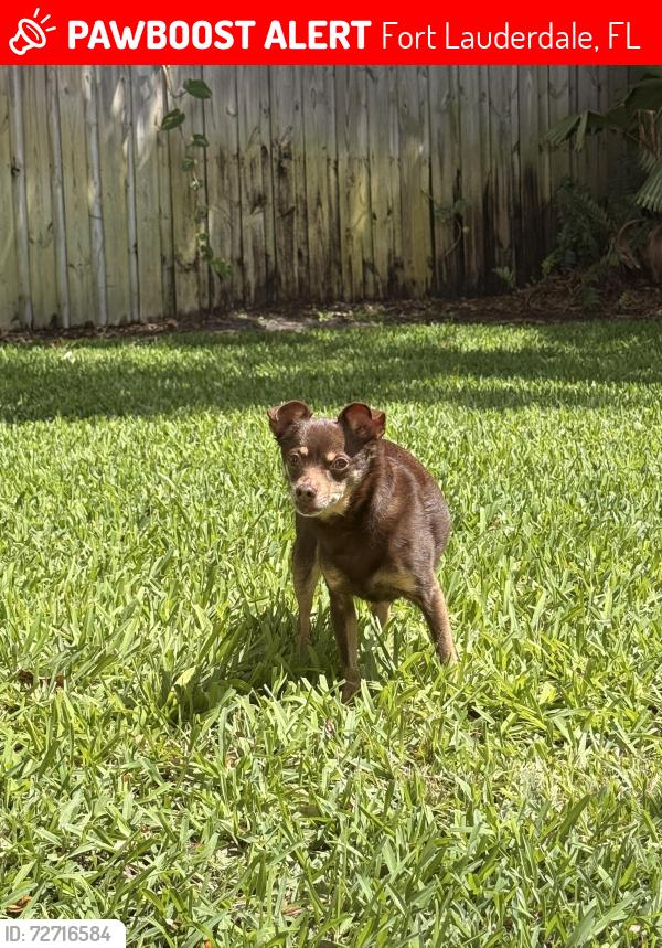Lost Male Dog last seen Seaboard, Fort Lauderdale, FL 33309
