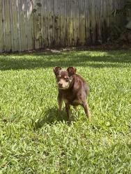 Lost Male Dog last seen Seaboard, Fort Lauderdale, FL 33309