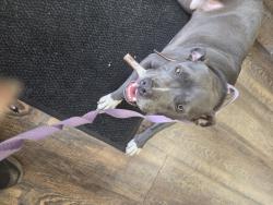 Lost Male Dog last seen Windward Parkway, Alpharetta, GA 30005