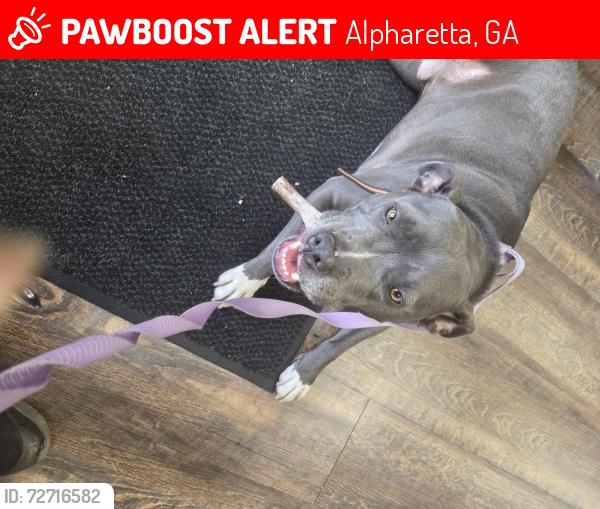 Lost Male Dog last seen Windward Parkway, Alpharetta, GA 30005