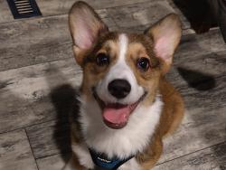 Lost Male Dog last seen Down at the end of Bridgemont in the woods, Willow Bluffs, NC 27592
