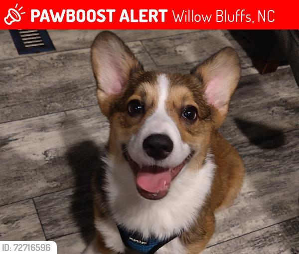 Lost Male Dog last seen Down at the end of Bridgemont in the woods, Willow Bluffs, NC 27592