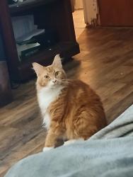Lost Female Cat last seen Airport Mini Mart, First Pentecostal Church, Athens, GA 30605