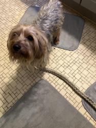 Found/Stray Male Dog last seen Hillen and Argonne Drive, Baltimore, MD 21218