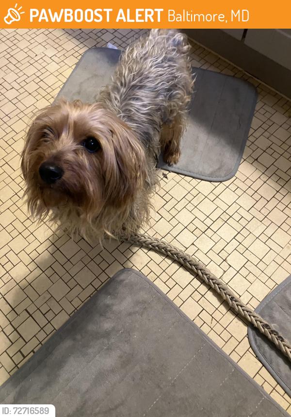 Found/Stray Male Dog last seen Hillen and Argonne Drive, Baltimore, MD 21218