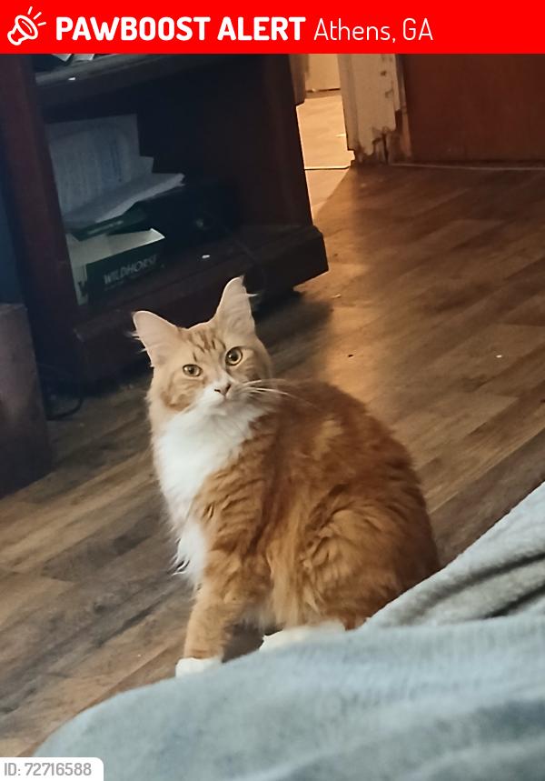 Lost Female Cat last seen Airport Mini Mart, First Pentecostal Church, Athens, GA 30605