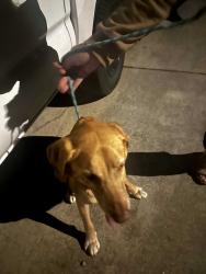 Found/Stray Male Dog last seen Near the intersection of Evers & Canterfield Rd, Leon Valley, TX 78238