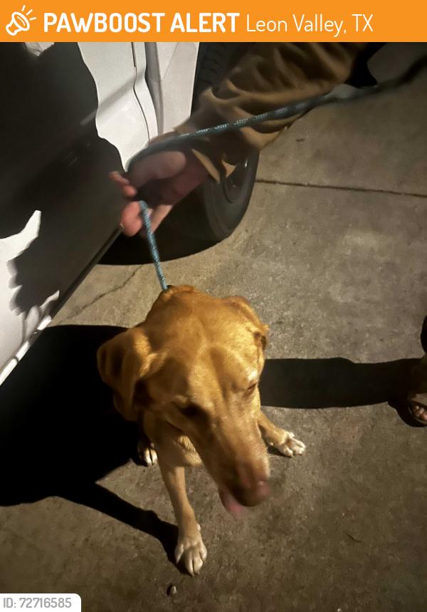 Found/Stray Male Dog last seen Near the intersection of Evers & Canterfield Rd, Leon Valley, TX 78238