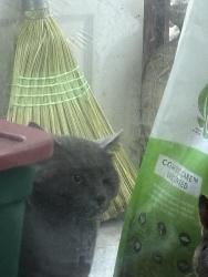 Found/Stray Unknown Cat last seen Smith and price, Burnaby, BC V5G 2W4