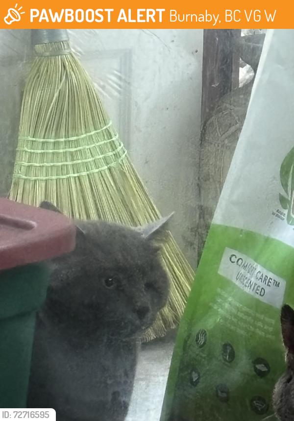 Found/Stray Unknown Cat last seen Smith and price, Burnaby, BC V5G 2W4