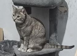 Lost Female Cat last seen Granite Regional Park/Power Inn Light Rail Station, Sacramento, CA 95826