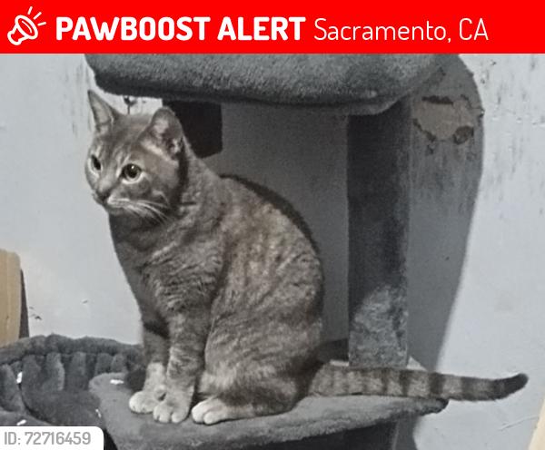 Lost Female Cat last seen Granite Regional Park/Power Inn Light Rail Station, Sacramento, CA 95826