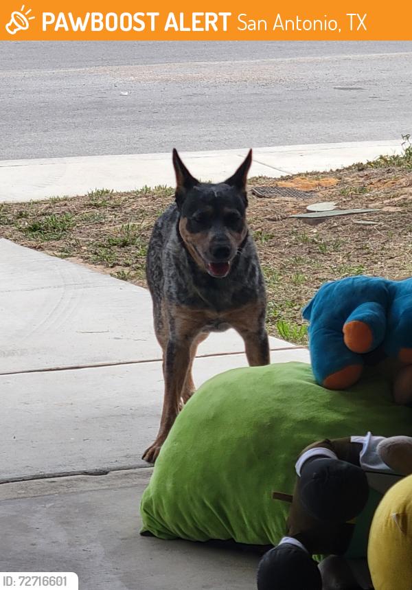 Found/Stray Male Dog last seen Near and ww. White, San Antonio, TX 78222