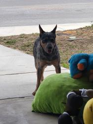 Found/Stray Male Dog last seen Near and ww. White, San Antonio, TX 78222