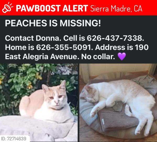 Lost Female Cat last seen on E. Alegria,3 hses north of Mt.Trail Av., Sierra Madre, CA 91024