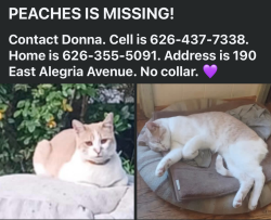 Lost Female Cat last seen on E. Alegria,3 hses north of Mt.Trail Av., Sierra Madre, CA 91024