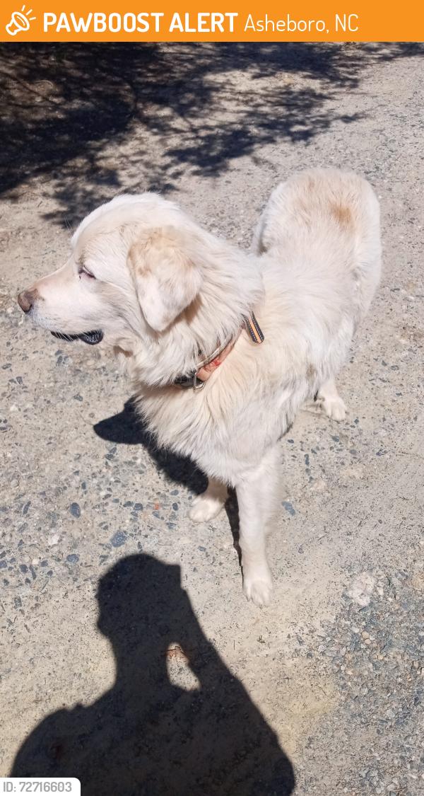Found/Stray Male Dog last seen Bailey and old liberty road, Asheboro, NC 27203