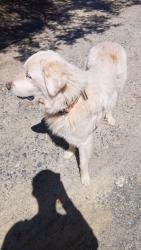 Found/Stray Male Dog last seen Bailey and old liberty road, Asheboro, NC 27203