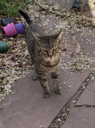 Found/Stray Male Cat last seen Vasser and Frontier NE, Albuquerque, NM 87106