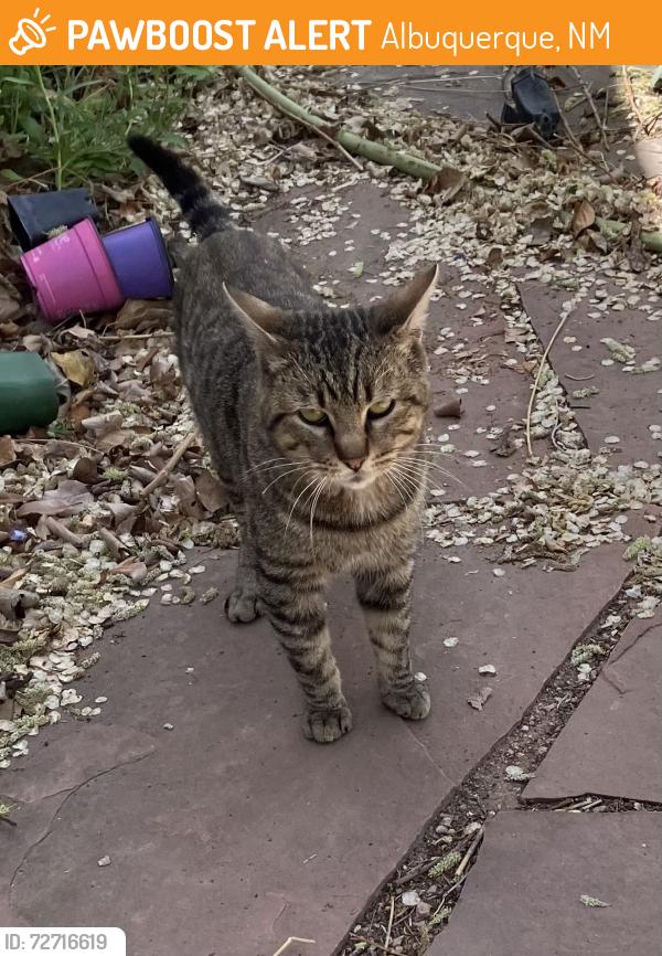 Found/Stray Male Cat last seen Vasser and Frontier NE, Albuquerque, NM 87106