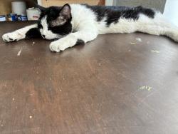 Lost Male Cat last seen Popeyes on Oakland park blvd, Lauderdale Lakes, FL 33309