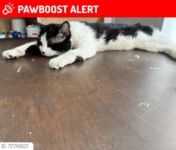 Lost Male Cat last seen Popeyes on Oakland park blvd, Lauderdale Lakes, FL 33309