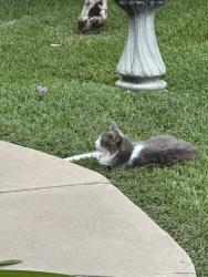 Lost Female Cat last seen Garden Ridge and Chisolm Trail (west side), Lewisville, TX 75077
